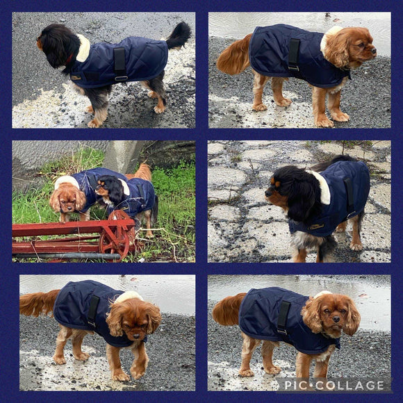 Cavallino Sherwood Dog Coat