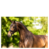 BR Ipswitch Bridle