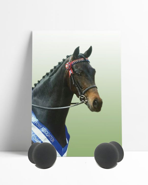 Performance Pony Ear plugs