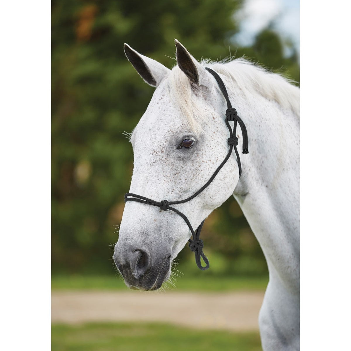 Roma Rope Halter - Main Image